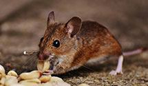 24 Hour & Emergency Exterminators in Mount Pleasant, TN